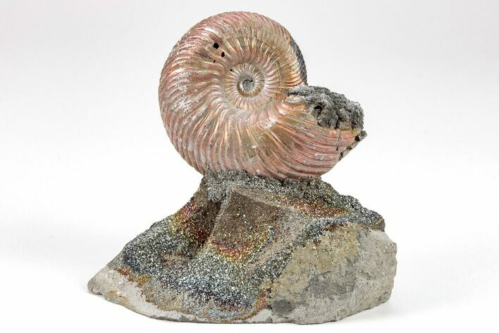 Iridescent, Pyritized Ammonite (Quenstedticeras) Fossil Display #209455